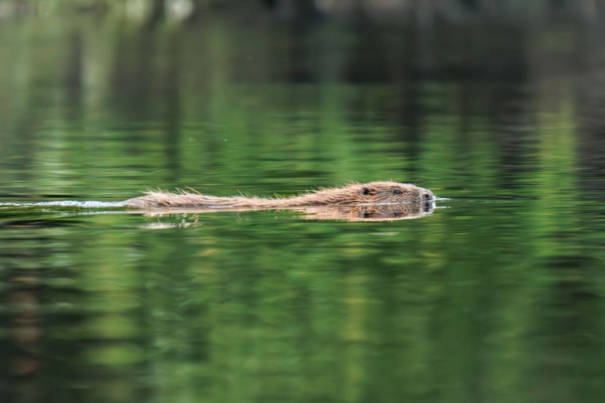 Bever på svøm