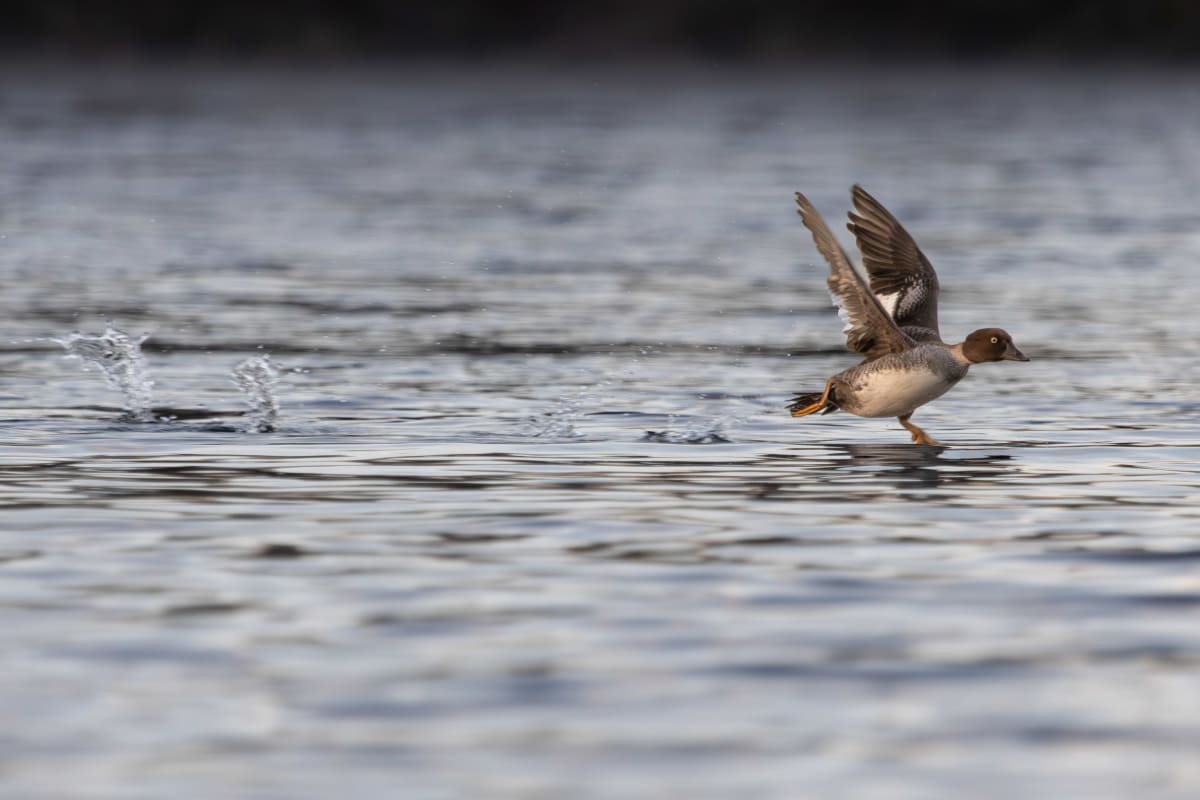 Duck in take-off