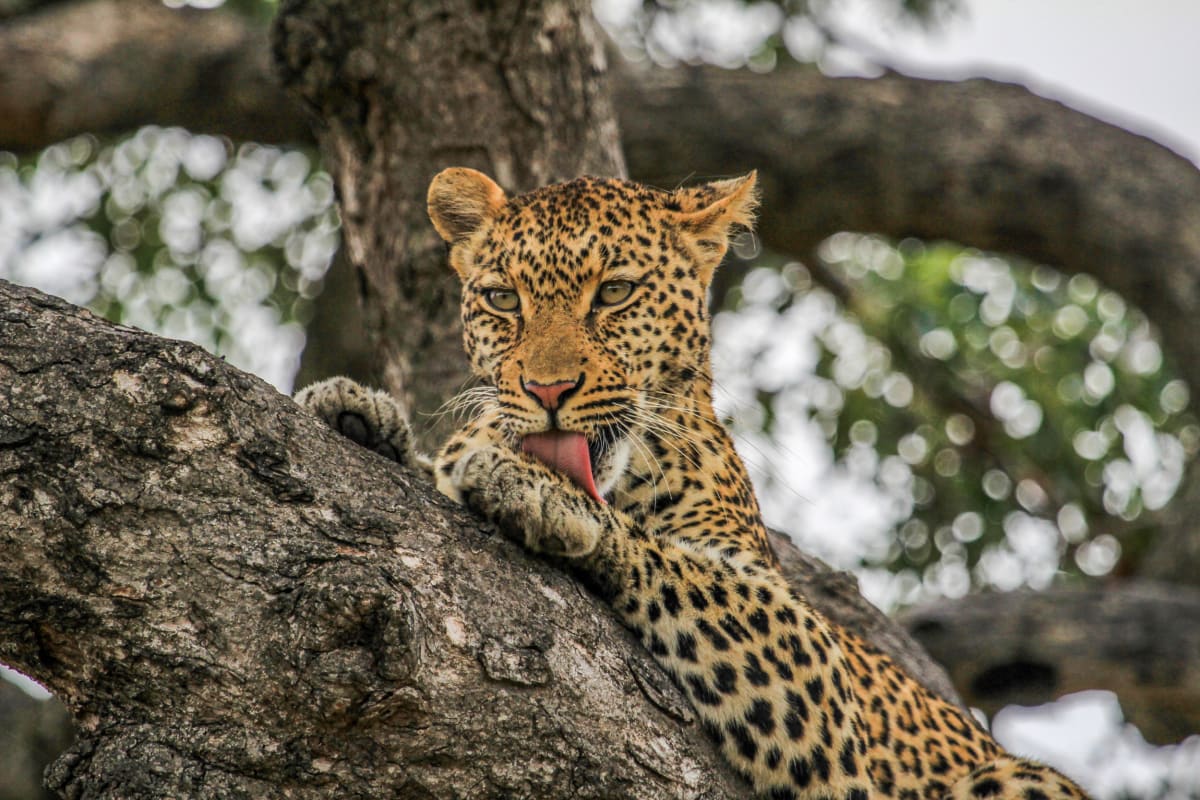 Leopard 1