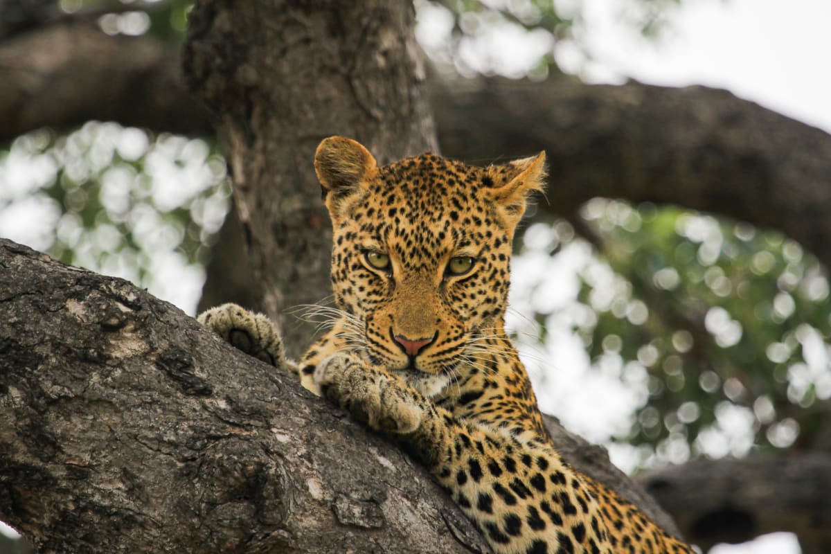 Leopard 2