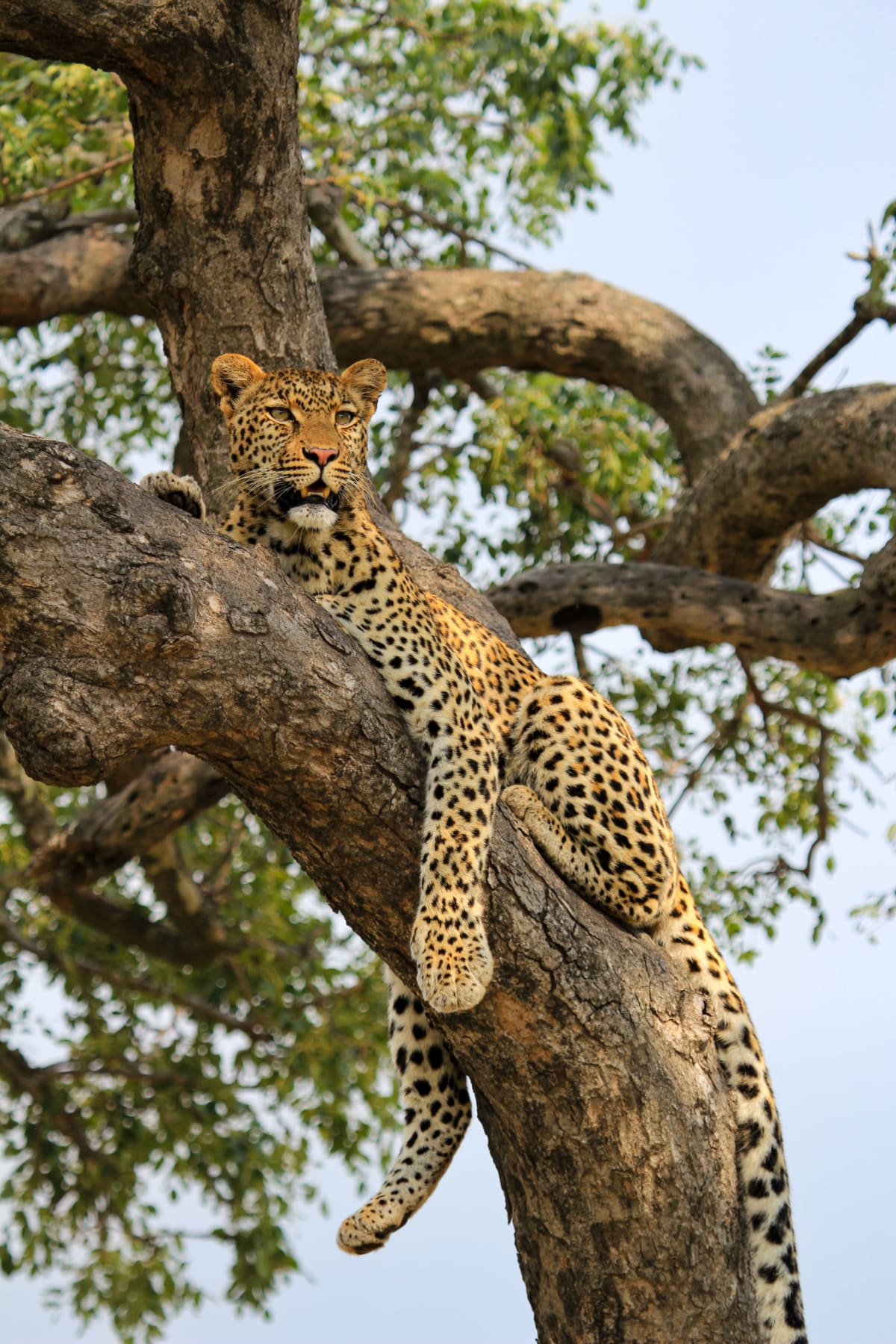 Leopard 3