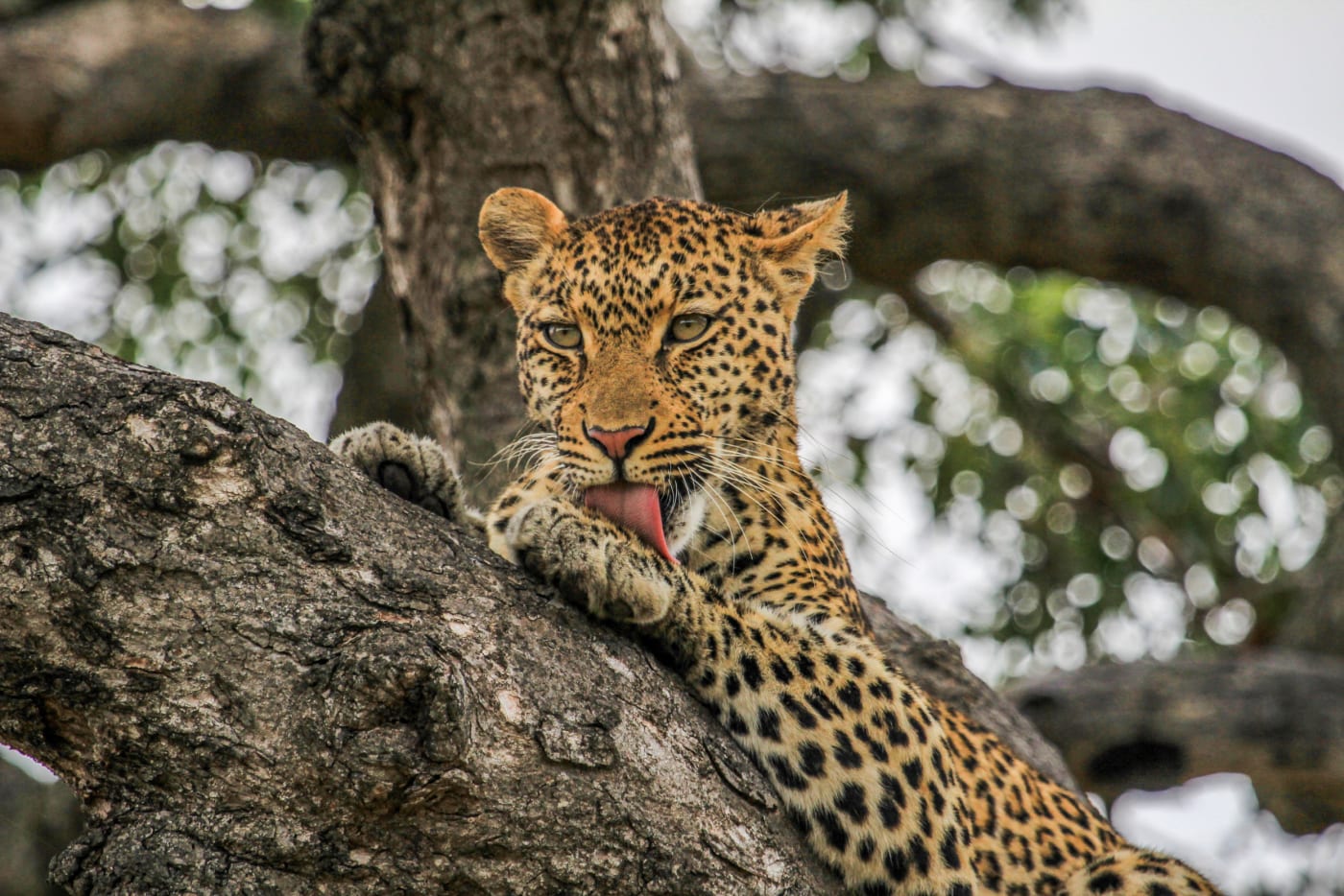 Leopard 1