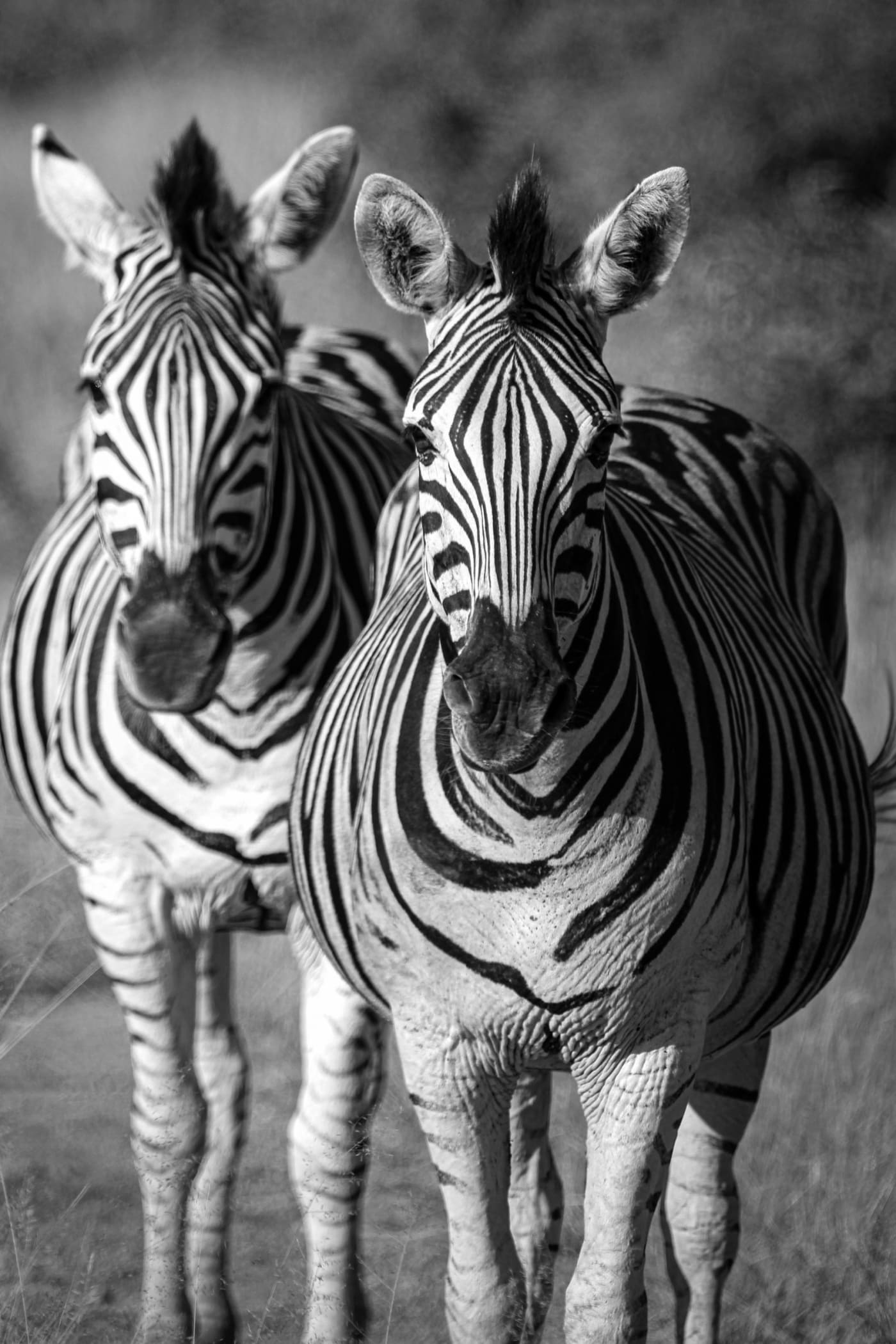 Zebra 2