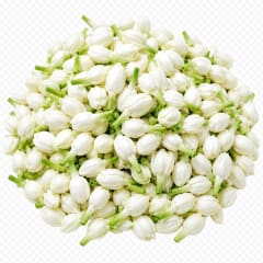 Jasmine