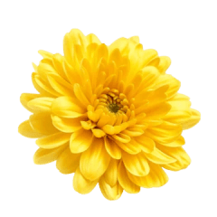 Marigold