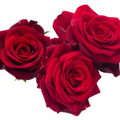Chocolate rose 