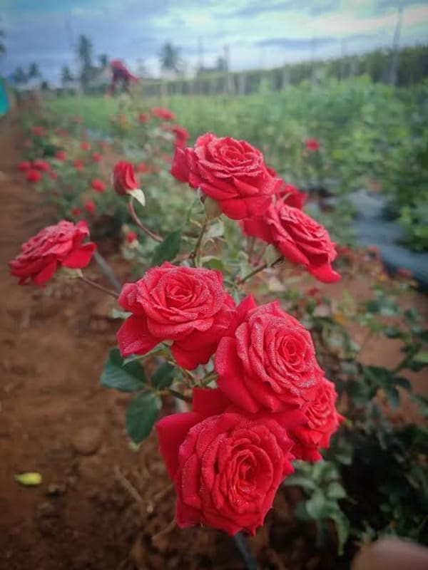Chocolate rose 