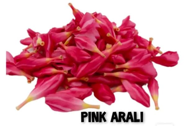 Hibrate oleander 