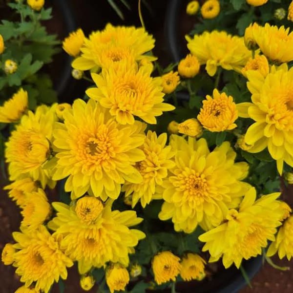 Dall Yellow Samanthi (Chrysanth)