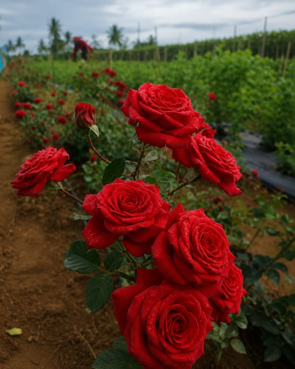 Roses