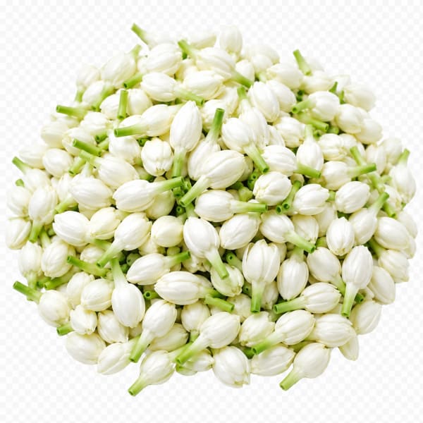 Jasmine