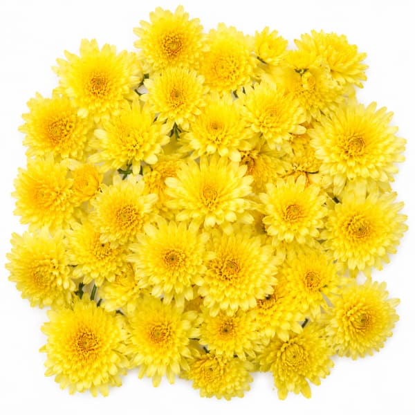 Marigold
