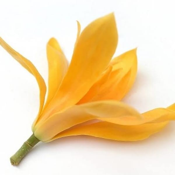 Senbagam