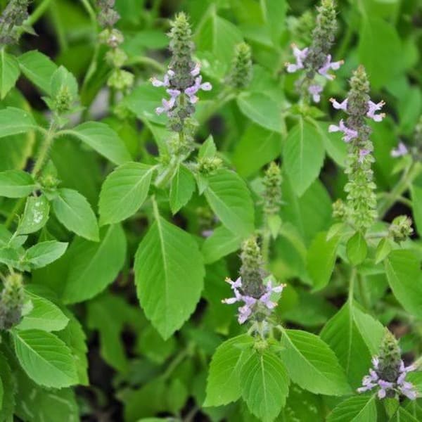 Tulasi