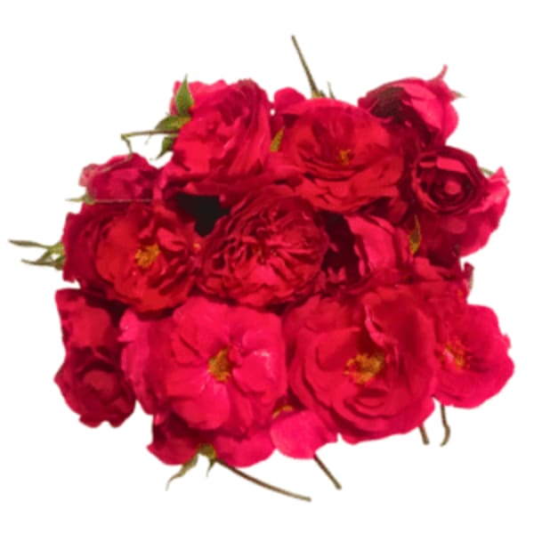 Panneer rose