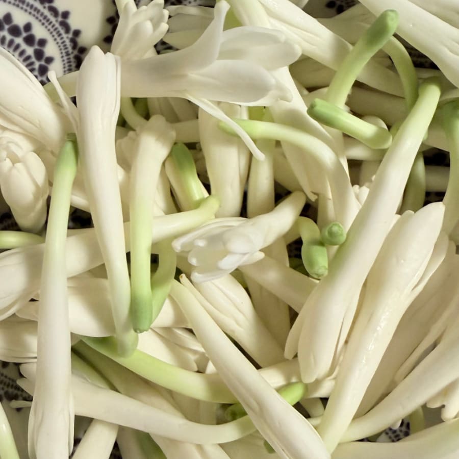 Tuberose (Sampangi)
