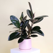 Burgundy Ficus In Ceramic Pot - Standard