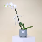 Phalaenopsis In Ceramic Splendor  - Standard