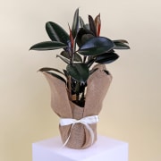 Burgundy Ficus - Standard