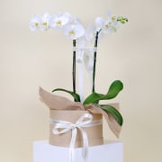 Indulgent Orchids  - Standard