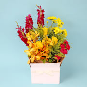 Colourburst Bloombox  - Premium