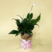 Peace Lily in White Pot - Standard