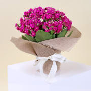 Captivating Kalanchoe Plant  - Standard