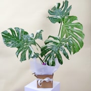 Variegated Monstera Plant  - Standard