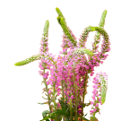 Veronica - Pink