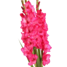 Gladioli - Hot Pink