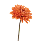 Dahlia - Orange
