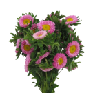 Asters 50cm - Pale Pink
