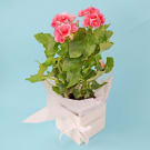 Potted Begonia Plant - Pink