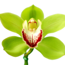 Cymbidium Flower - Green