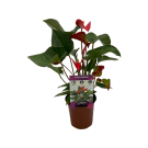 Potted Anthirium Plant