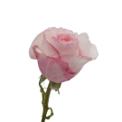 Classic David Austin / Ohara Roses - Pink