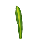 Happy Leaf