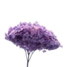 Preserved Dried 1/4 Stem Hydrangea - Purple