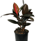 Potted Burgundy Ficus Plant