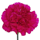 Carnation (Sim) - Magenta