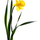 Daffodils - Yellow