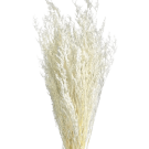 Preserved Dried Sea Lavender Or Misty - White