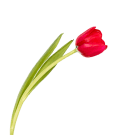 Tulips - Red