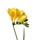Freesias - Yellow