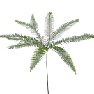 Umbrella Fern