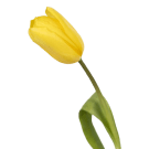 Tulips - Yellow