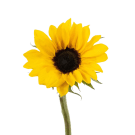 Sunflowers - Yellow