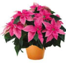 Potted Poinsettia Plant - Pink