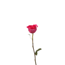 Roses - Hot Pink