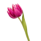 Tulips - Hot Pink